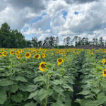 Trask Family Farms